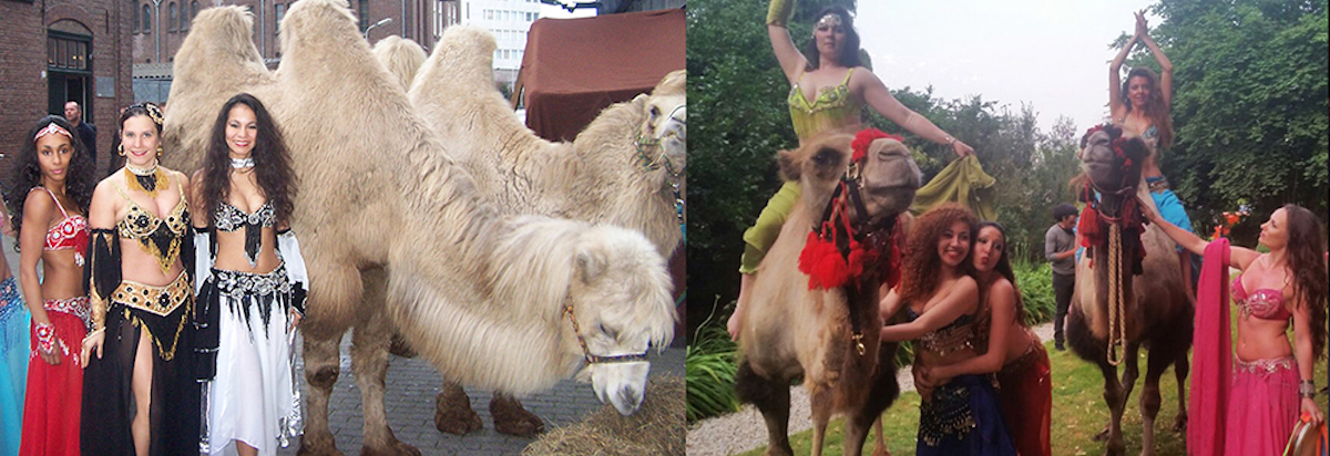 Verhuur van circus dieren als kamelen